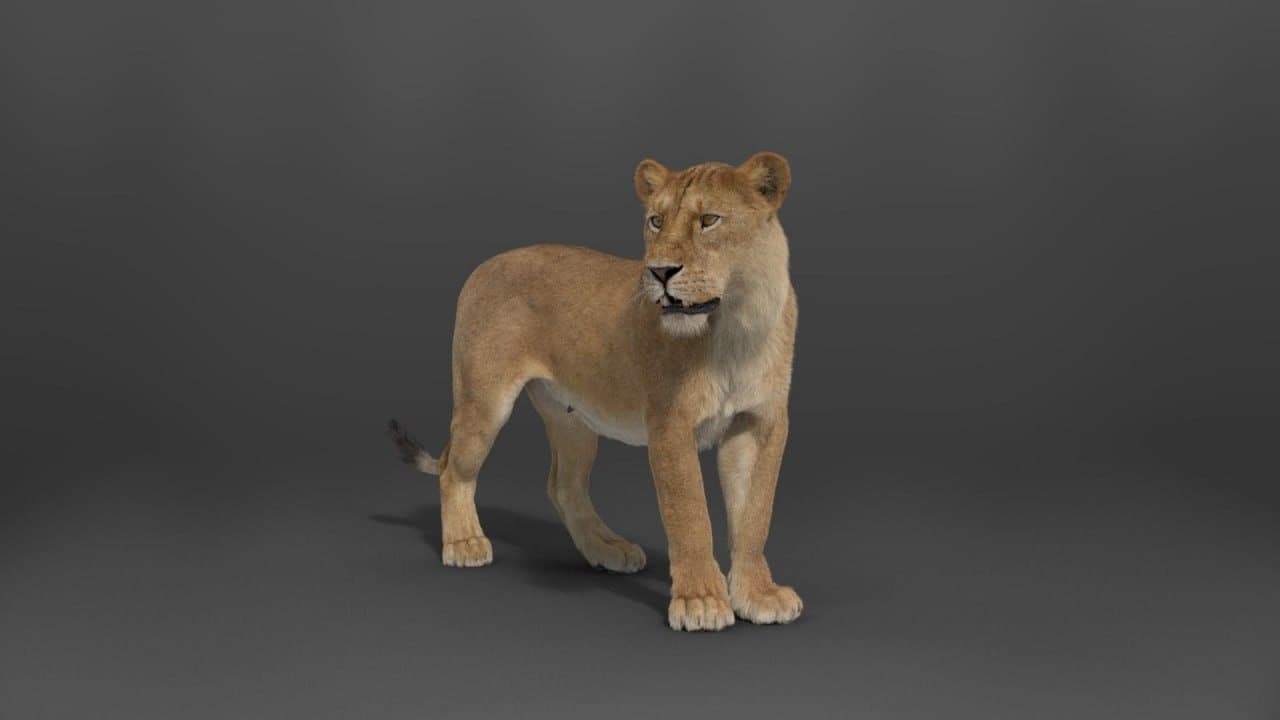 Female Lion Rigged VFX Grace 3D model – Blender Download | Madbax