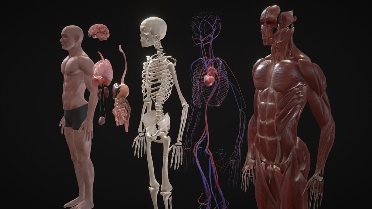 Animated Full Human Body Anatomy – Blender Download | Madbax