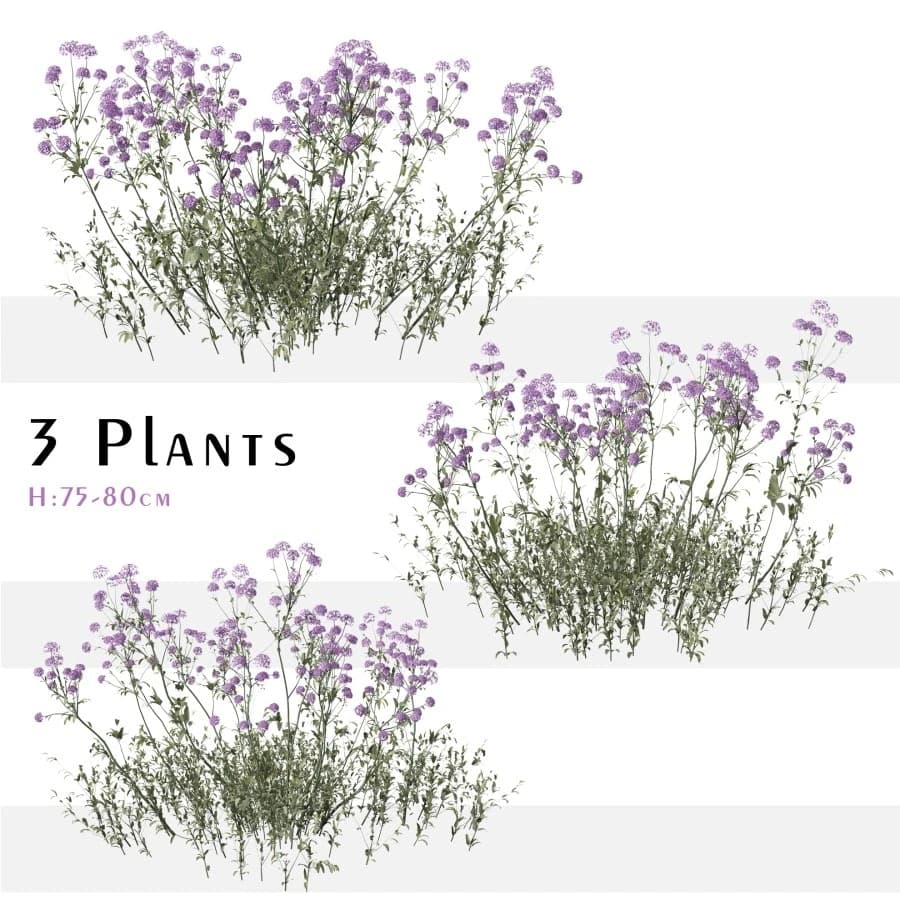 Set Of Verbena Bonariensis Plant ( Vervain ) – Blender Download | Madbax