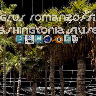 Syagrus Romanzoffiana and Washingtonia Filifera 3D Model – Blender Download | Madbax