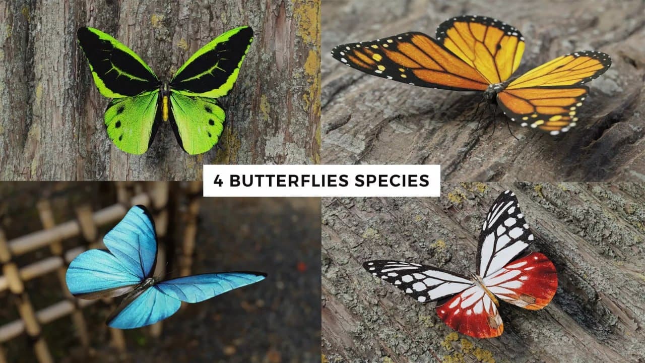 Butterfly Realistic 3D Model Pack – Blender Download | Madbax